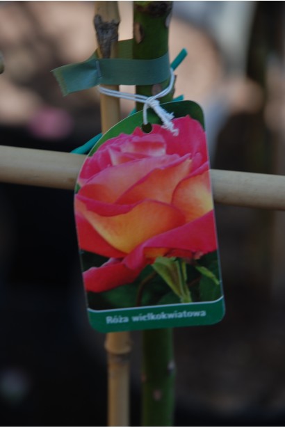 Троянда великоквіткова (жовто-рожева) ШТАМБ